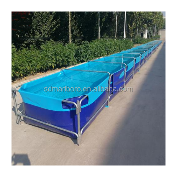 AIROW Niestandardowe, wysokiej – Aquarium Fish Sale recenzja i cena